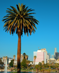 Cat Sitters in Signal Hill, CA