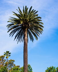 Cat Sitters in Pleasanton, CA