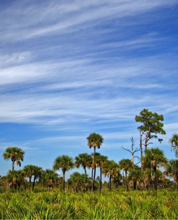 Cat Sitters in Wellington, FL